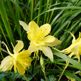 Plantes Vivaces AQUILEGIA chrysantha 'Yellow Queen' - Ancolie en vente - Pépinière Lepage .