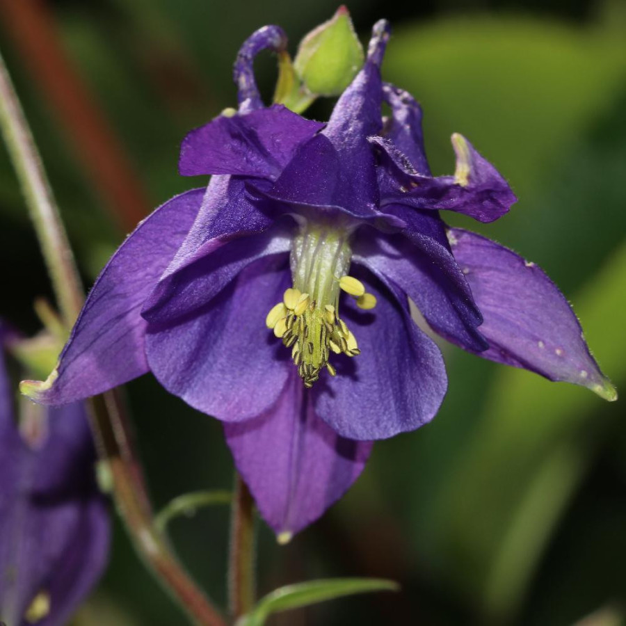 AQUILEGIA vulgaris