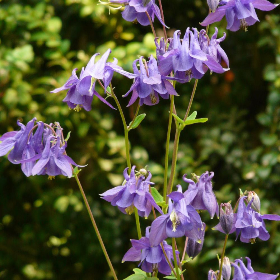 AQUILEGIA vulgaris