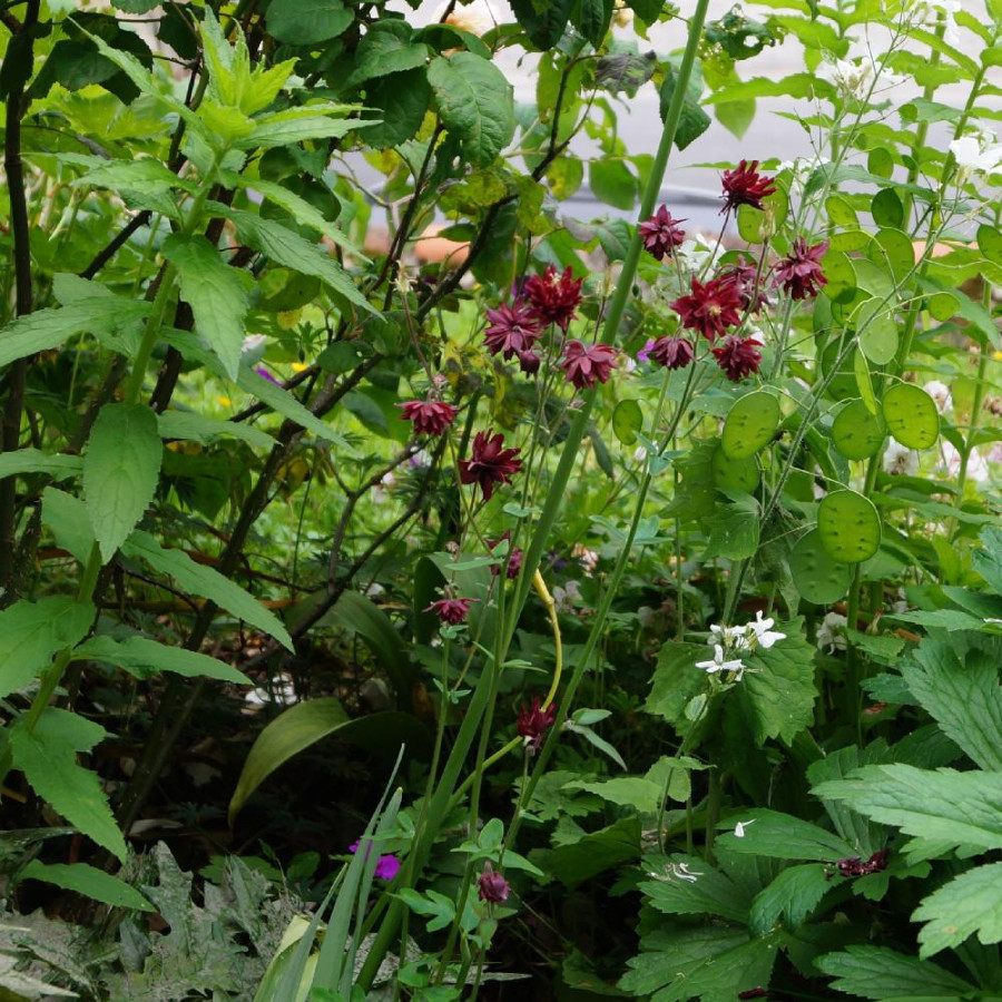 Plantes Vivaces AQUILEGIA vulgaris 'Ruby Port' - Ancolie des jardins en vente - Pépinière Lepage .