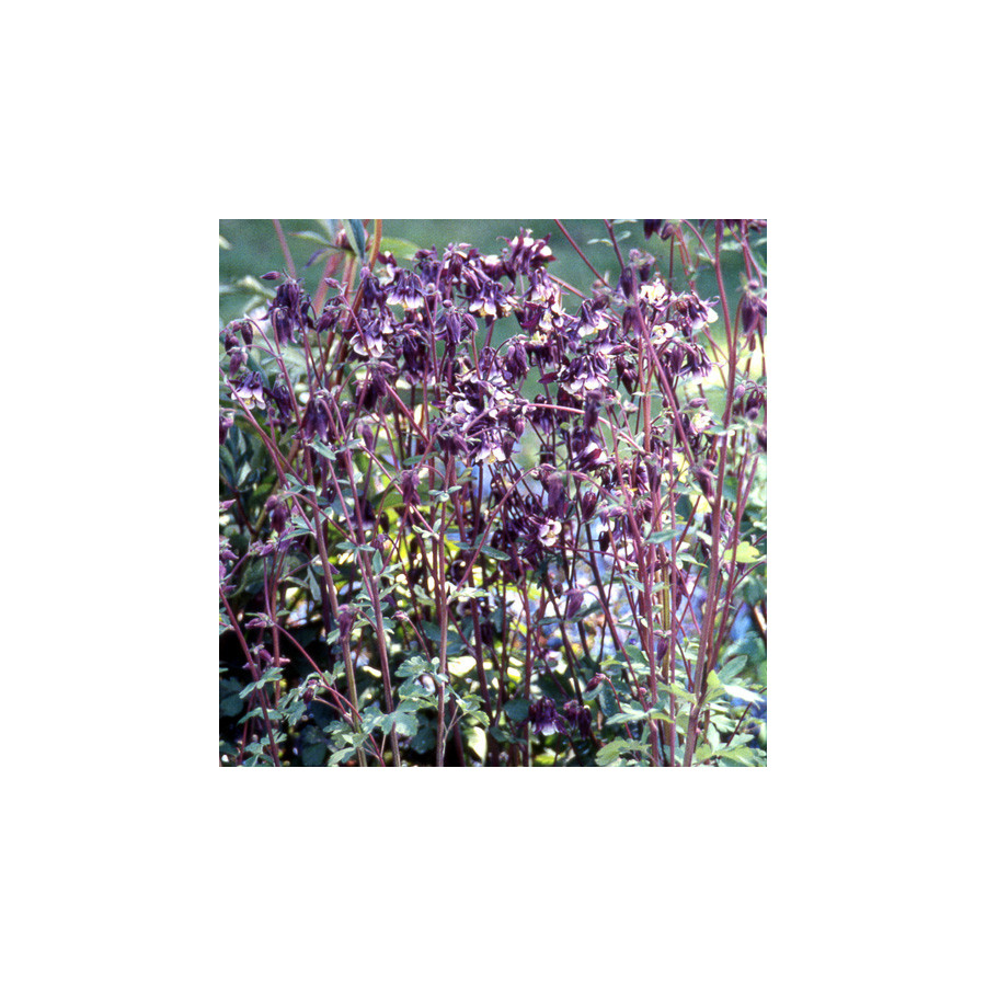 Plantes Vivaces AQUILEGIA vulgaris 'William Guiness' - Ancolie des jardins en vente - Pépinière Lepage .
