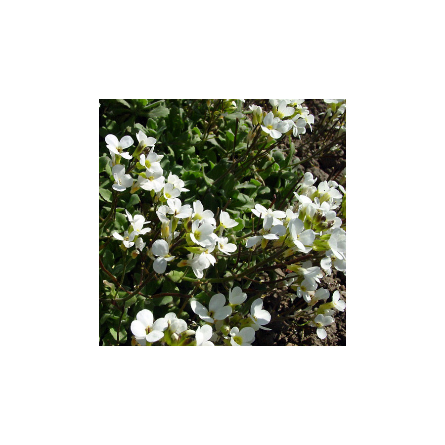 plantes-vivaces-arabis-caucasica-arabette-en-vente-corbeille-d-argent-en-vente-pepiniere-lepage-