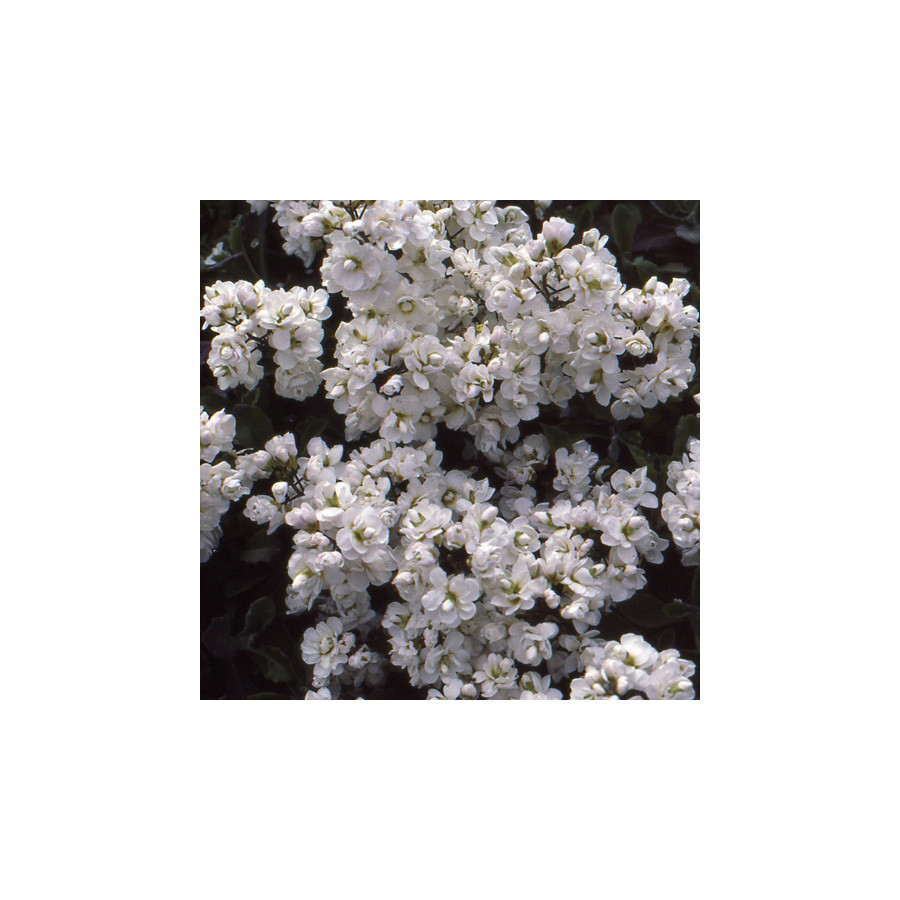 plantes-vivaces-arabis-caucasica-plena-arabette-en-vente-pepiniere-lepage-