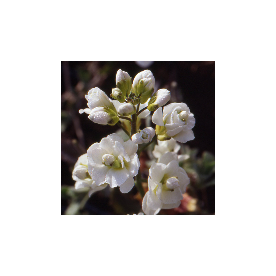 plantes-vivaces-arabis-caucasica-plena-arabette-en-vente-pepiniere-lepage-