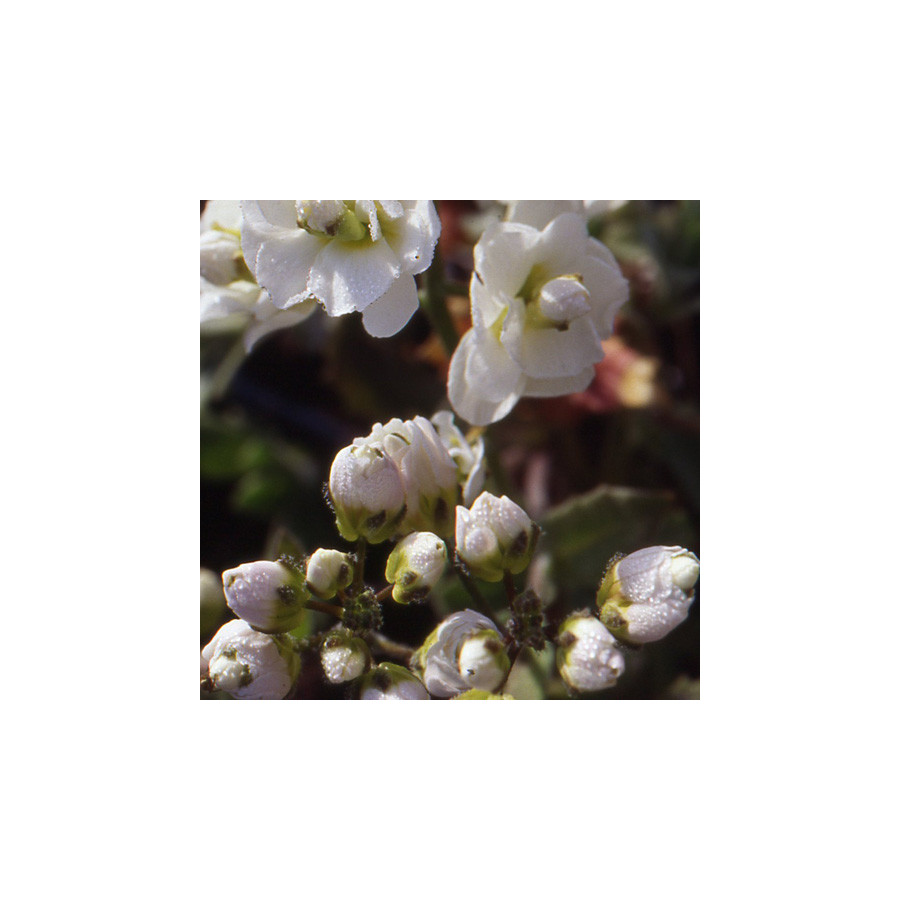 plantes-vivaces-arabis-caucasica-plena-arabette-en-vente-pepiniere-lepage-