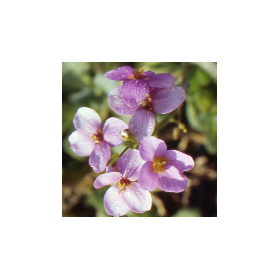 plantes-vivaces-arabis-caucasica-rosea-arabette-en-vente-pepiniere-lepage-