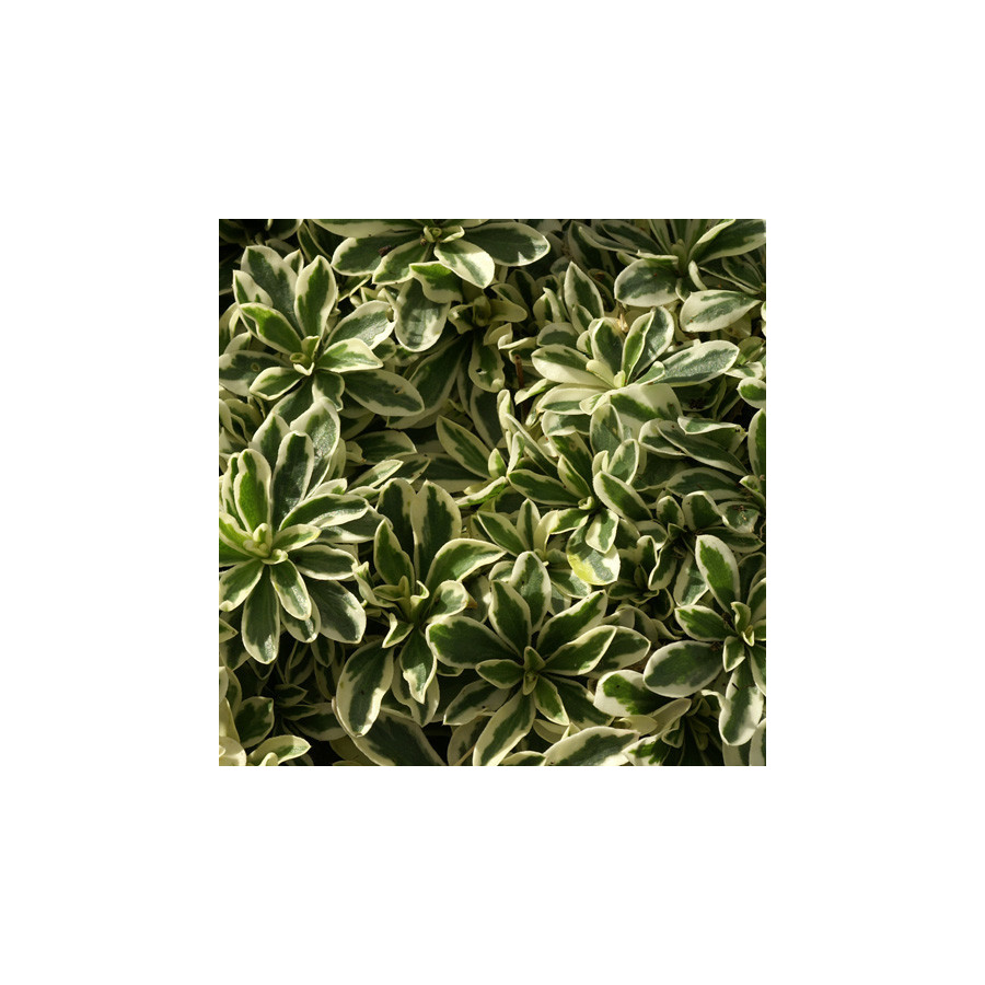 Plantes Vivaces ARABIS ferdinandi-coburgii 'Variegata' - Arabette en vente - Pépinière Lepage .