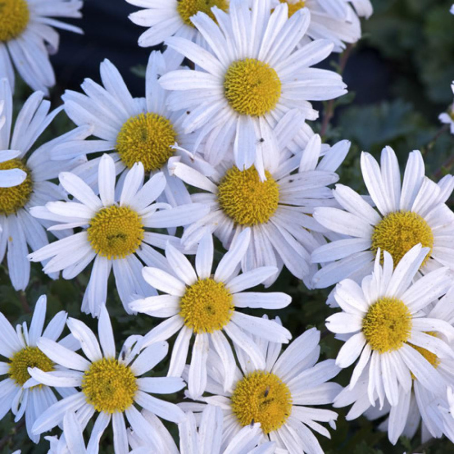 Plantes Vivaces ARCTANTHEMUM arcticum - Chrysanthème en vente - Pépinière Lepage .