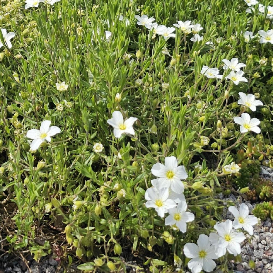 plantes-vivaces-arenaria-montana-sabline-en-vente-pepiniere-lepage-