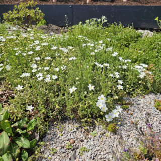 plantes-vivaces-arenaria-montana-sabline-en-vente-pepiniere-lepage-