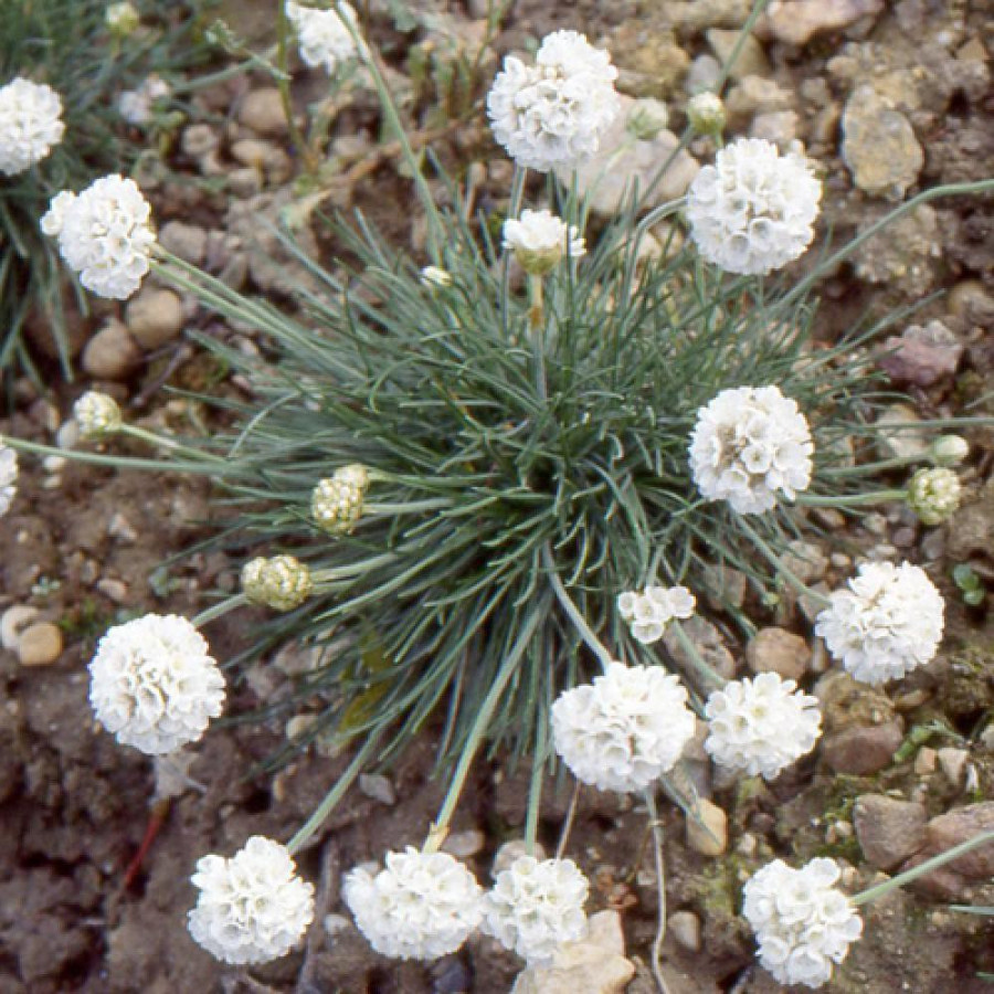 plantes-vivaces-armeria-maritima-alba-gazon-d-espagne-en-vente-pepiniere-lepage-