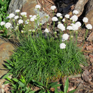 plantes-vivaces-armeria-maritima-alba-gazon-d-espagne-en-vente-pepiniere-lepage-