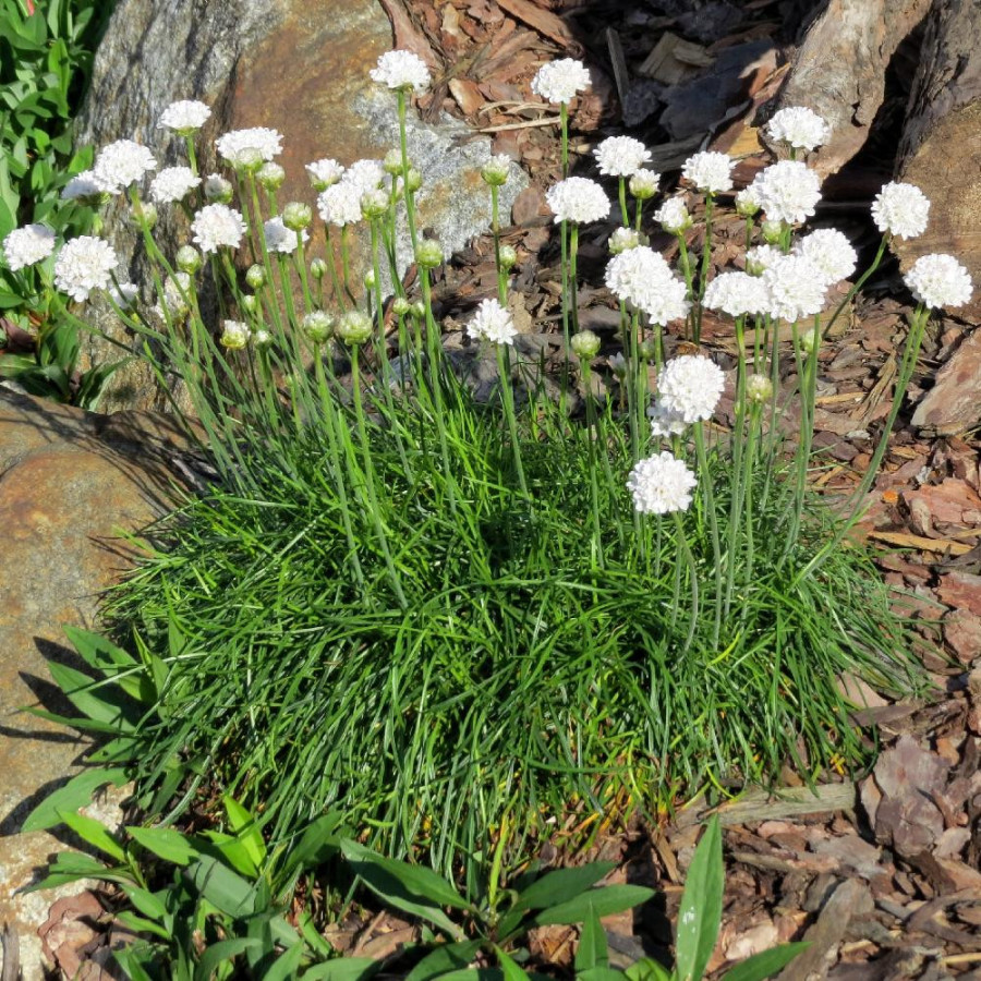 plantes-vivaces-armeria-maritima-alba-gazon-d-espagne-en-vente-pepiniere-lepage-