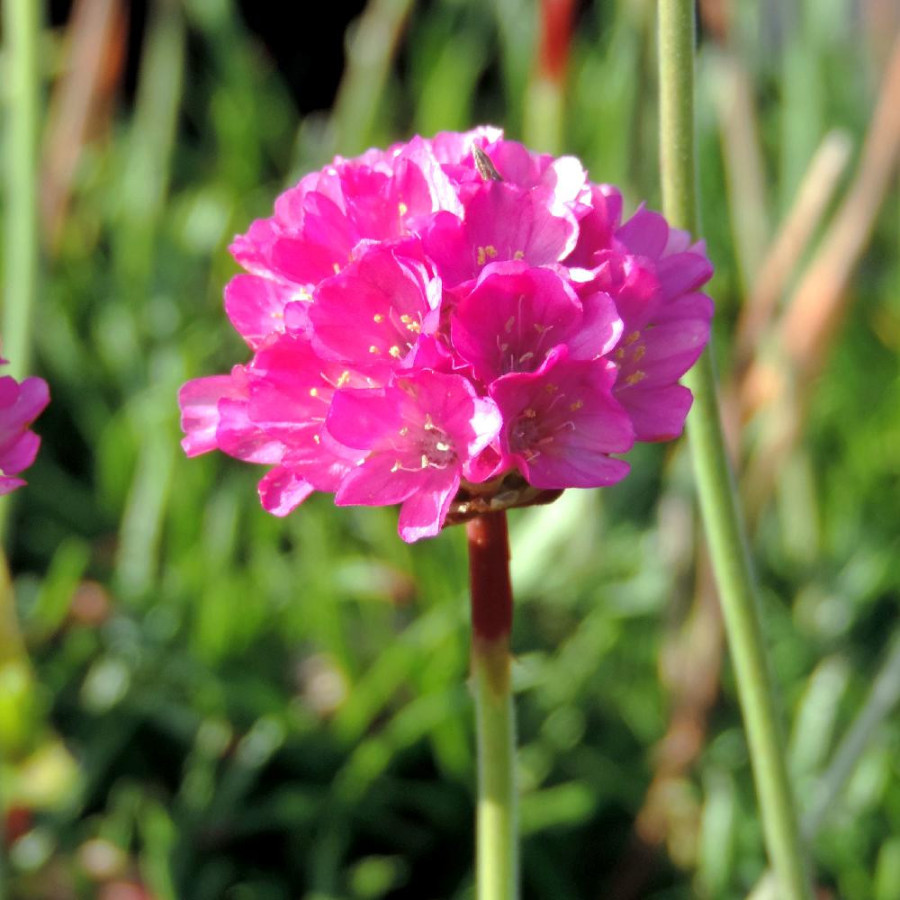 Plantes Vivaces ARMERIA maritima 'Dusseldorfer Stolz' - Gazon d'Espagne en vente - Pépinière Lepage .