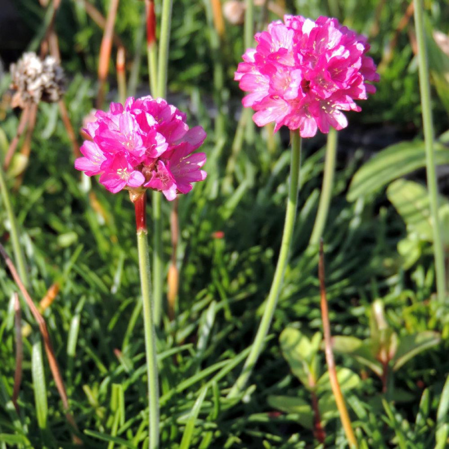 Plantes Vivaces ARMERIA maritima 'Dusseldorfer Stolz' - Gazon d'Espagne en vente - Pépinière Lepage .