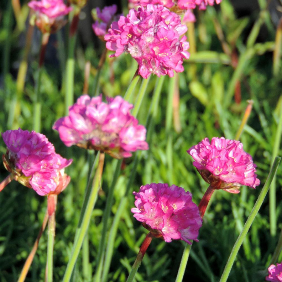 Plantes Vivaces ARMERIA maritima 'Dusseldorfer Stolz' - Gazon d'Espagne en vente - Pépinière Lepage .