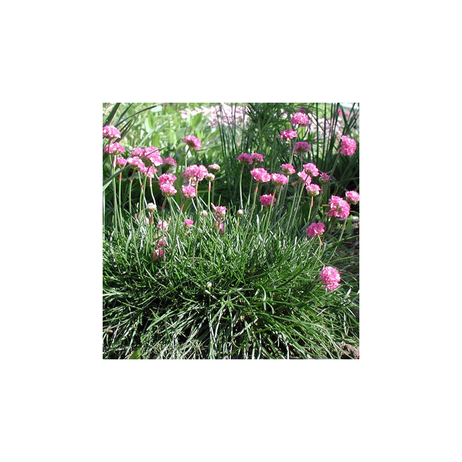plantes-vivaces-armeria-maritima-splendens-gazon-d-espagne-en-vente-pepiniere-lepage-