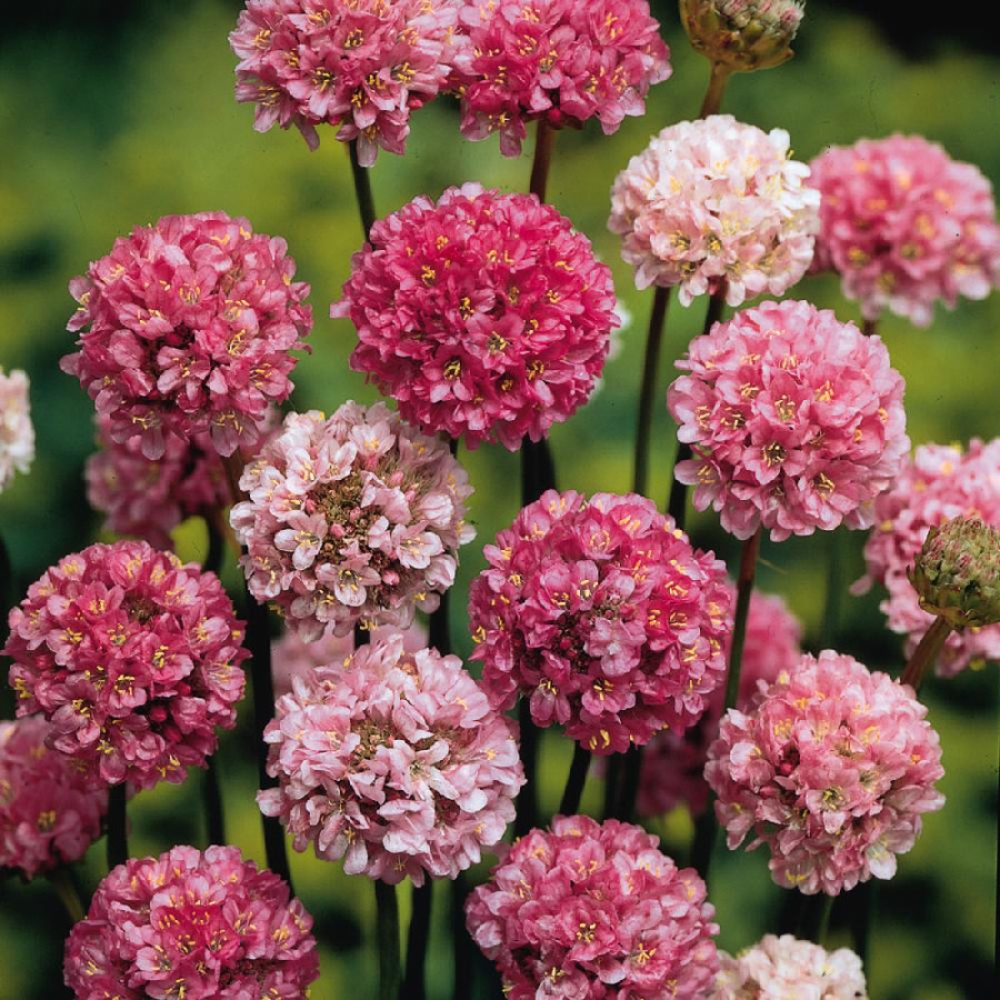 Plantes Vivaces ARMERIA pseudarmeria 'Ballerina Lilac' - Gazon d'Espagne en vente - Pépinière Lepage .