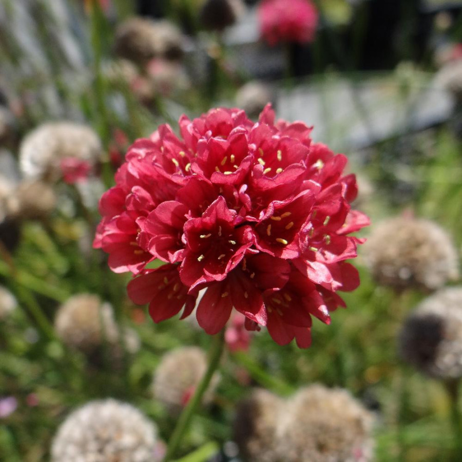 Plantes Vivaces ARMERIA pseudarmeria 'Ballerina Red' - Gazon d'Espagne en vente - Pépinière Lepage .
