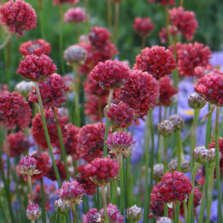 Plantes Vivaces ARMERIA pseudarmeria 'Ballerina Red' - Gazon d'Espagne en vente - Pépinière Lepage .