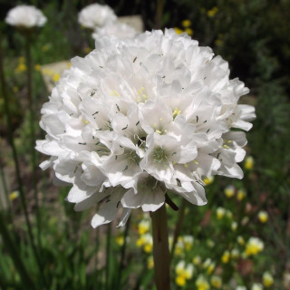 plantes-vivaces-armeria-pseudarmeria-ballerina-white-gazon-d-espagne-en-vente-pepiniere-lepage-
