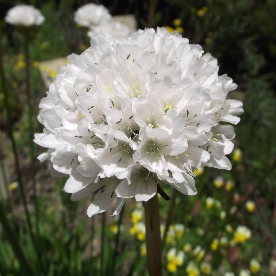 plantes-vivaces-armeria-pseudarmeria-ballerina-white-gazon-d-espagne-en-vente-pepiniere-lepage-