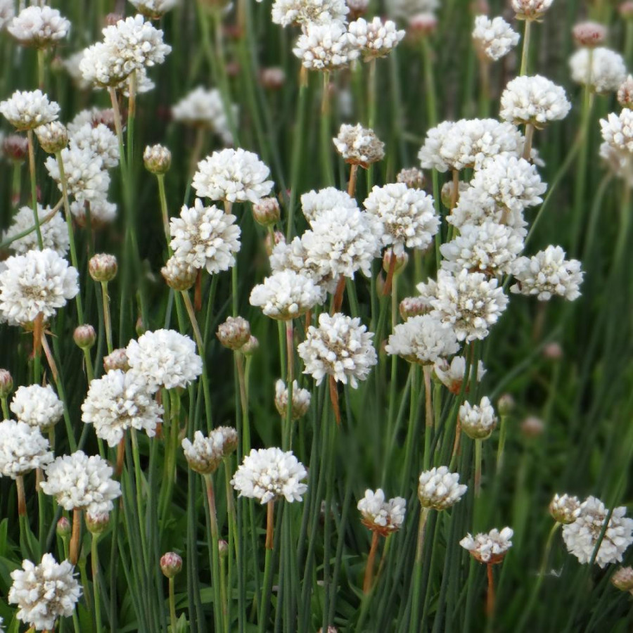 plantes-vivaces-armeria-pseudarmeria-ballerina-white-gazon-d-espagne-en-vente-pepiniere-lepage-
