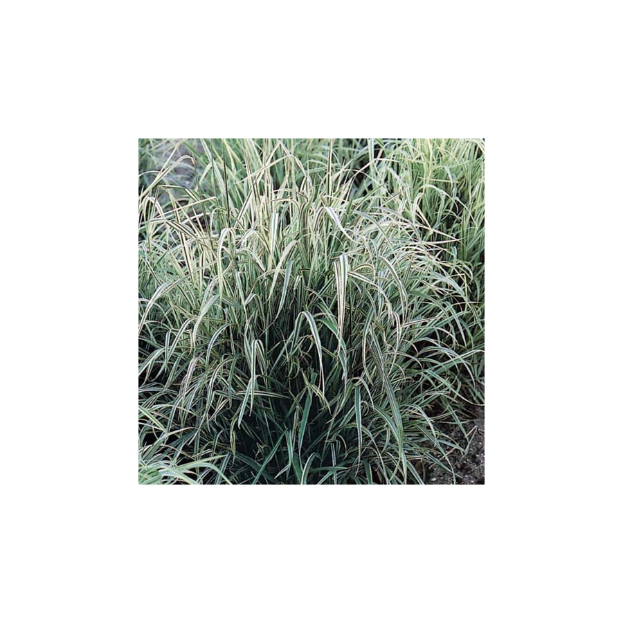 plantes-vivaces-arrhenatherum-elatius-variegatum-avoine-elevee-en-vente-avoine-a-chapelet-en-vente-pepiniere-lepage-