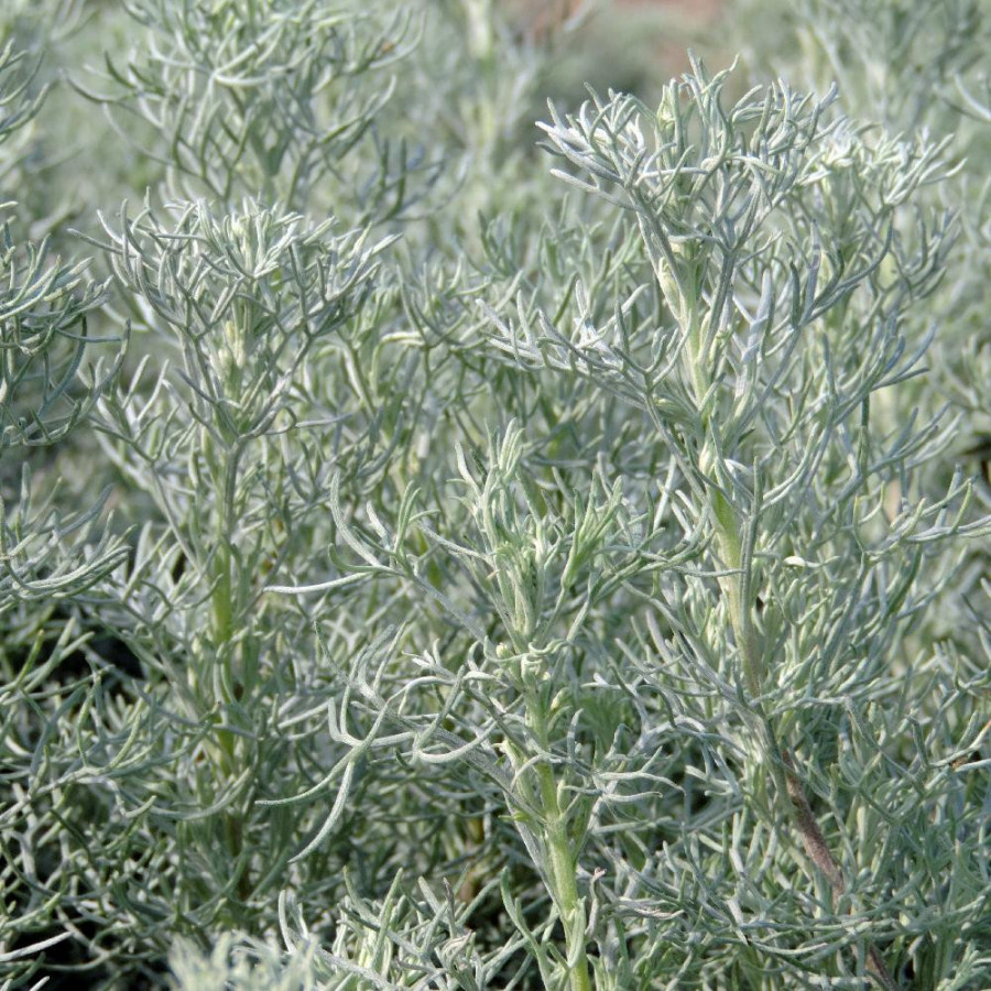 Plantes Vivaces ARTEMISIA 'Canescens' - Armoise en vente -  Armoise argentée en vente - Pépinière Lepage .