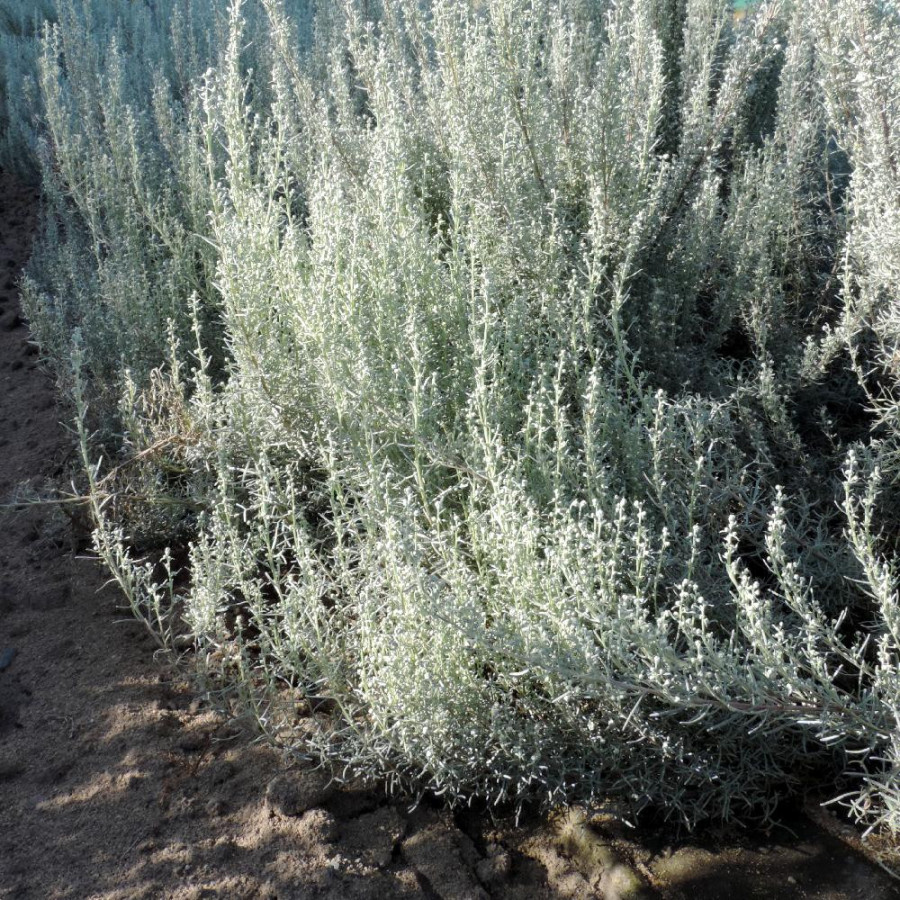 Plantes Vivaces ARTEMISIA 'Canescens' - Armoise en vente -  Armoise argentée en vente - Pépinière Lepage .