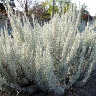 Plantes Vivaces ARTEMISIA 'Canescens' - Armoise en vente -  Armoise argentée en vente - Pépinière Lepage .