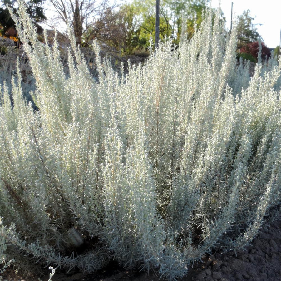 Plantes Vivaces ARTEMISIA 'Canescens' - Armoise en vente -  Armoise argentée en vente - Pépinière Lepage .