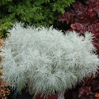 plantes-vivaces-artemisia-makana-silver-R-armoise-en-vente-pepiniere-lepage-