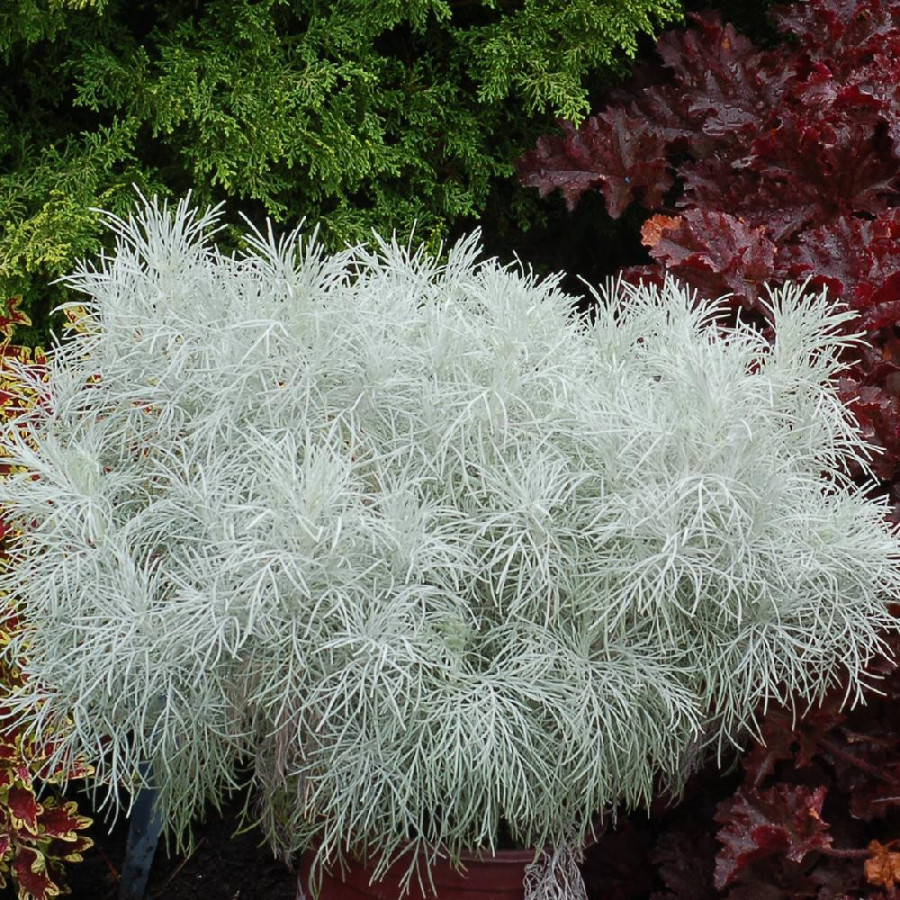 Plantes Vivaces ARTEMISIA 'Makana Silver'  ®  - Armoise en vente - Pépinière Lepage .