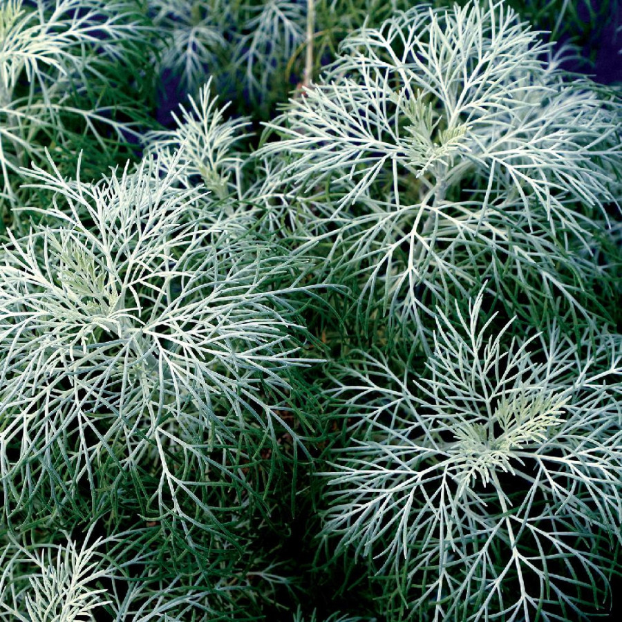 Plantes Vivaces ARTEMISIA 'Makana Silver'  ®  - Armoise en vente - Pépinière Lepage .