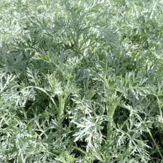plantes-vivaces-artemisia-powis-castle-armoise-en-vente-pepiniere-lepage-