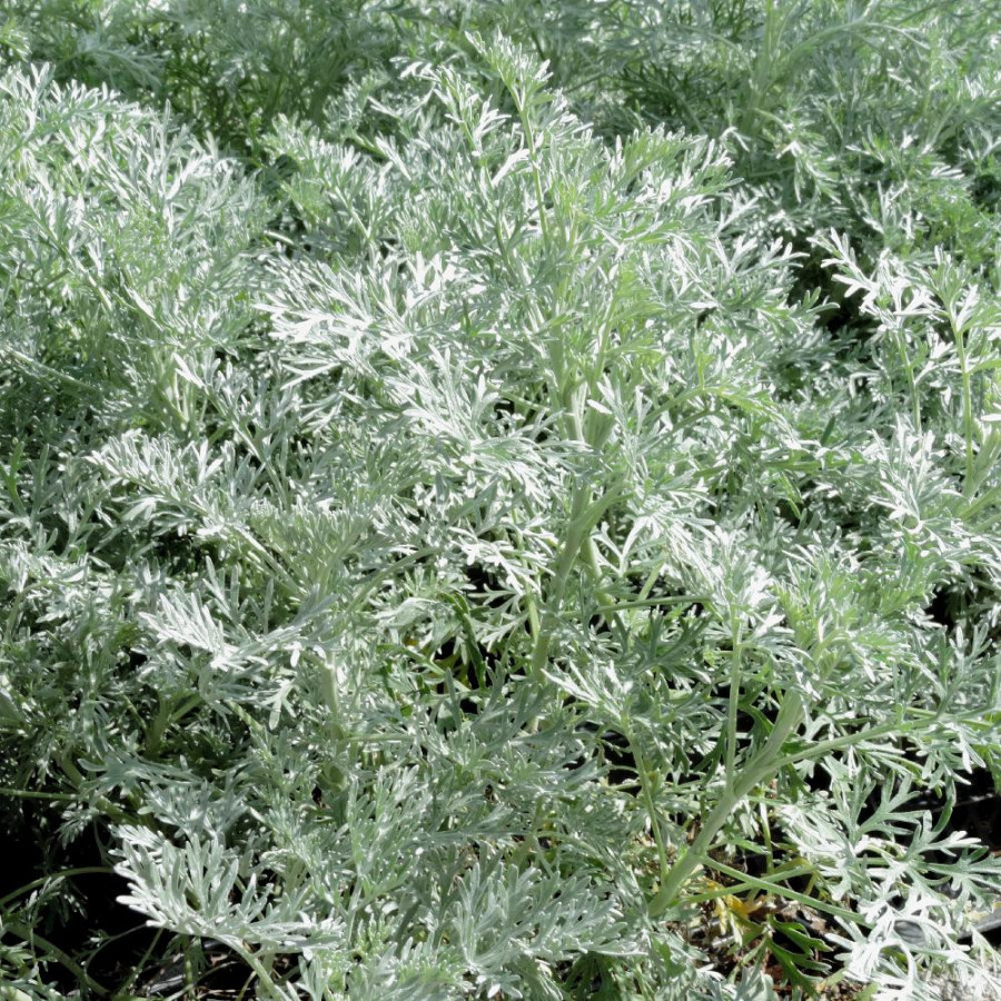 plantes-vivaces-artemisia-powis-castle-armoise-en-vente-pepiniere-lepage-