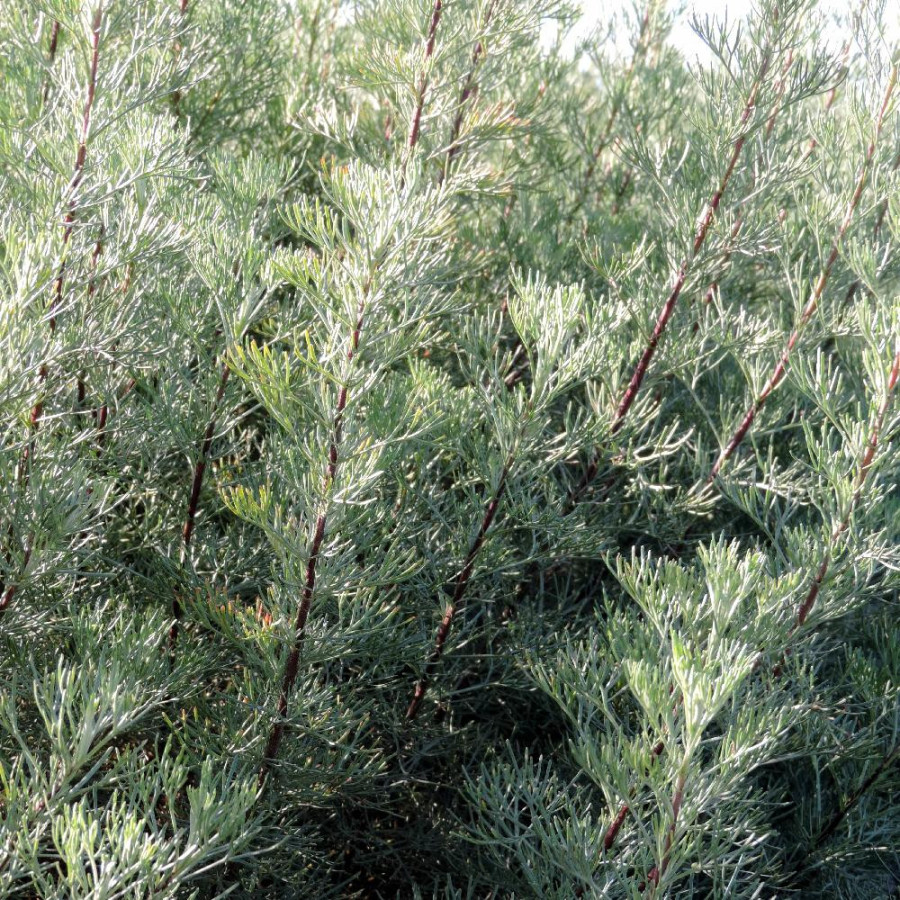 plantes-vivaces-artemisia-abrotanum-aurone-armoise-en-vente-aurone-en-vente-pepiniere-lepage-
