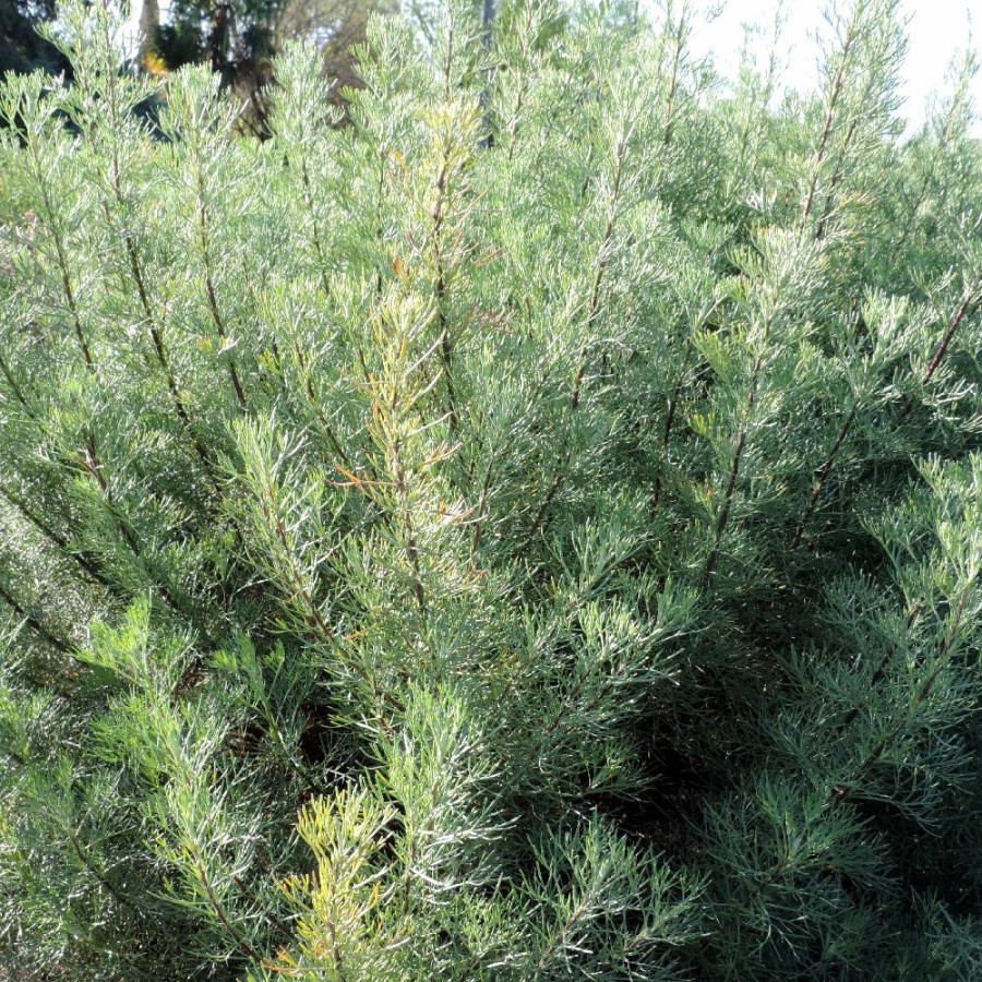plantes-vivaces-artemisia-abrotanum-aurone-armoise-en-vente-aurone-en-vente-pepiniere-lepage-