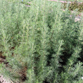 plantes-vivaces-artemisia-abrotanum-aurone-armoise-en-vente-aurone-en-vente-pepiniere-lepage-