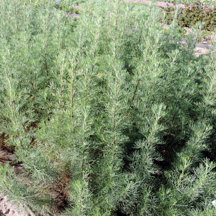 plantes-vivaces-artemisia-abrotanum-aurone-armoise-en-vente-aurone-en-vente-pepiniere-lepage-