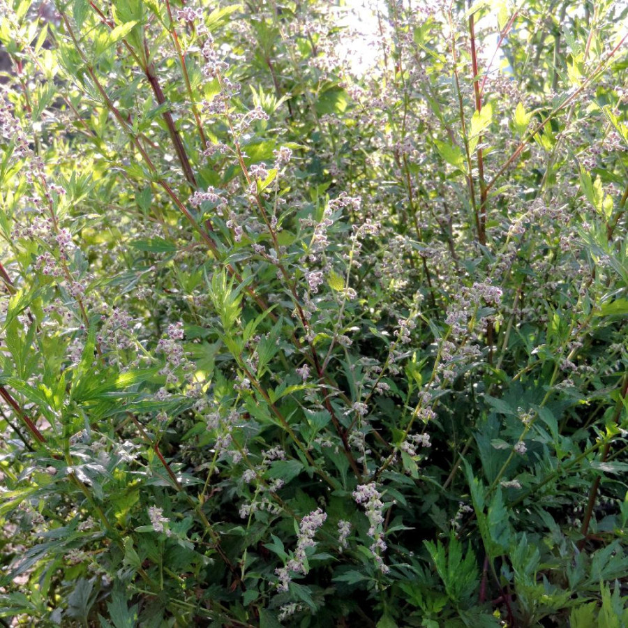 Plantes Vivaces ARTEMISIA lactiflora 'Weisse Dame' - Armoise en vente - Pépinière Lepage .