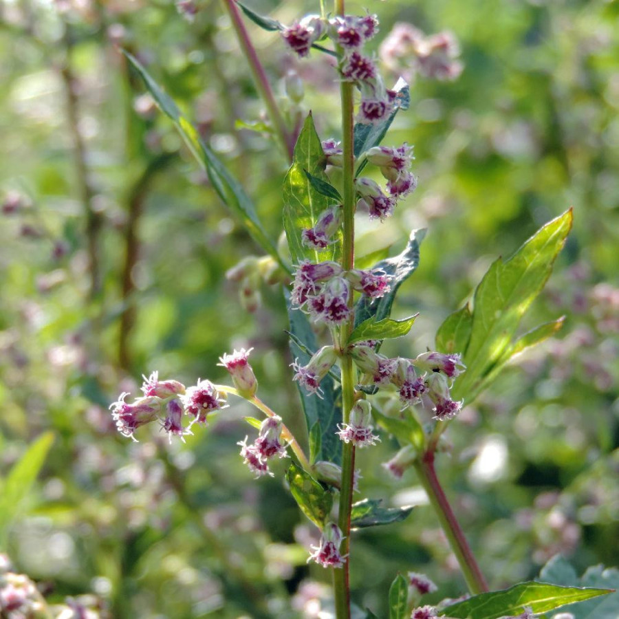 Plantes Vivaces ARTEMISIA lactiflora 'Weisse Dame' - Armoise en vente - Pépinière Lepage .