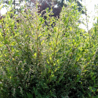 Plantes Vivaces ARTEMISIA lactiflora 'Weisse Dame' - Armoise en vente - Pépinière Lepage .