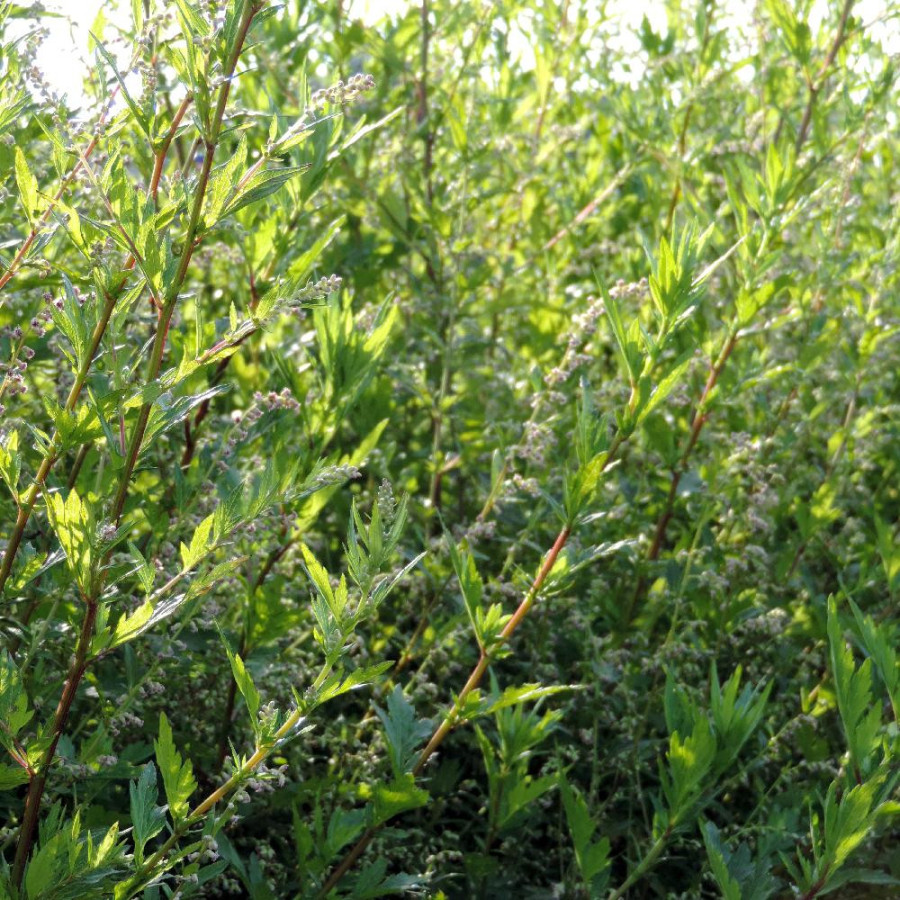 Plantes Vivaces ARTEMISIA lactiflora 'Weisse Dame' - Armoise en vente - Pépinière Lepage .