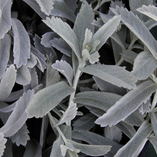 plantes-vivaces-artemisia-ludoviciana-armoise-en-vente-armoise-de-lousiane-en-vente-pepiniere-lepage-