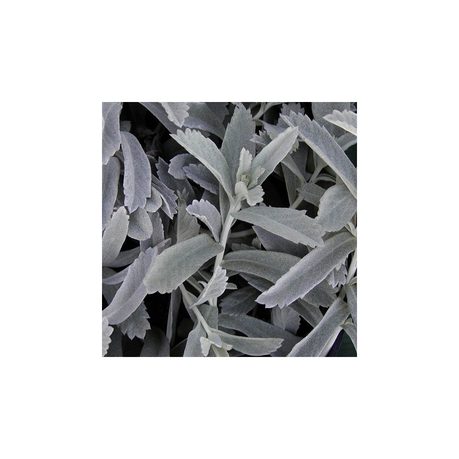 Plantes Vivaces ARTEMISIA ludoviciana - Armoise en vente - Armoise de Lousiane en vente - Pépinière Lepage .