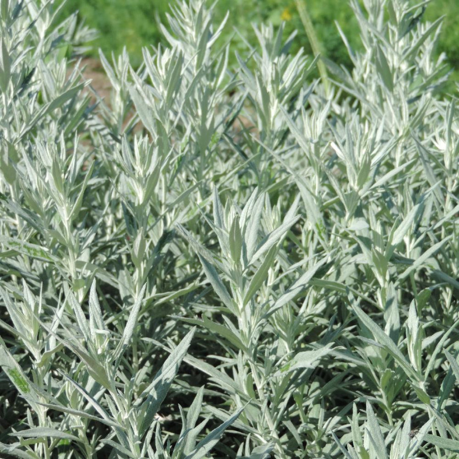 Plantes Vivaces ARTEMISIA ludoviciana 'Silver Queen' - Armoise en vente - Pépinière Lepage .