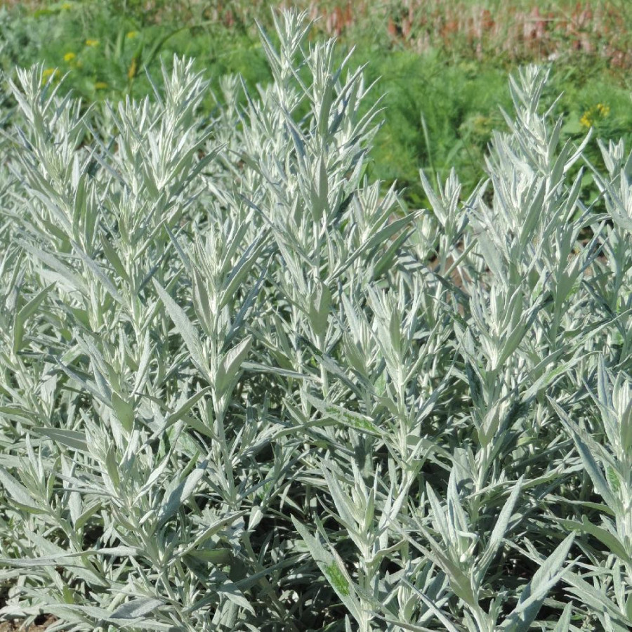 Plantes Vivaces ARTEMISIA ludoviciana 'Silver Queen' - Armoise en vente - Pépinière Lepage .