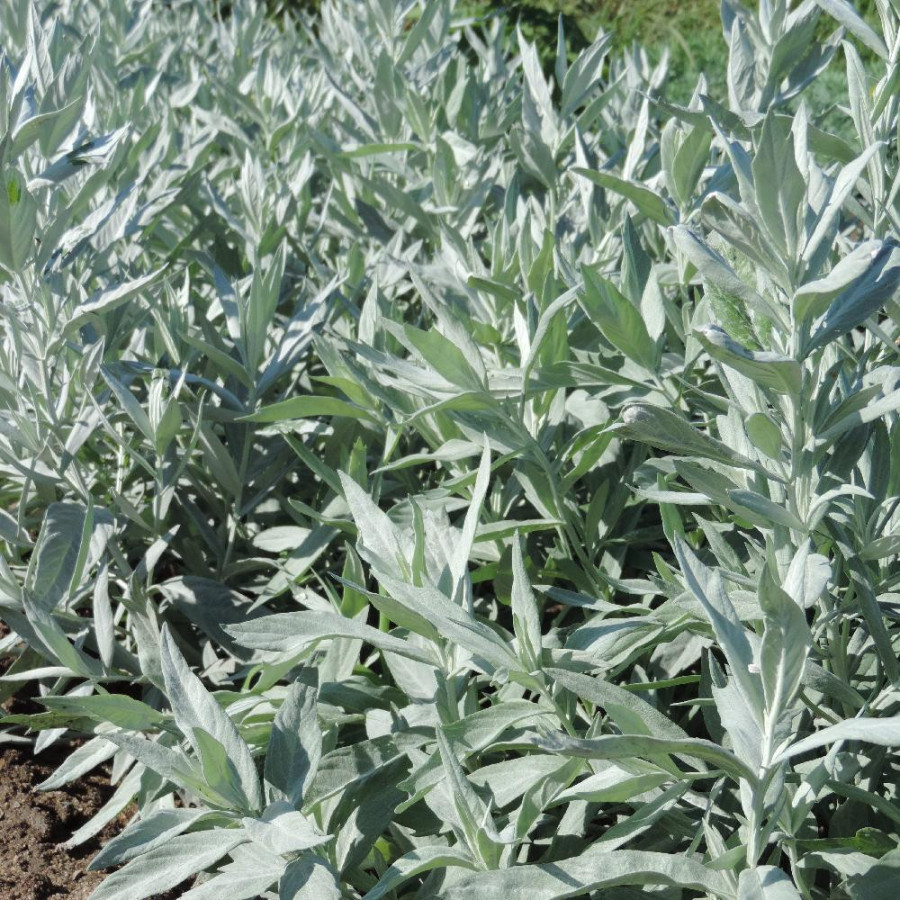 Plantes Vivaces ARTEMISIA ludoviciana 'Valérie Finnis' - Armoise en vente - Pépinière Lepage .